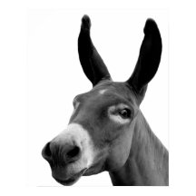 Foto de animal preto-e-branco-burro engraçado