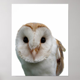 Póster Foto de animal selvagem coruja espiadinha quarto i