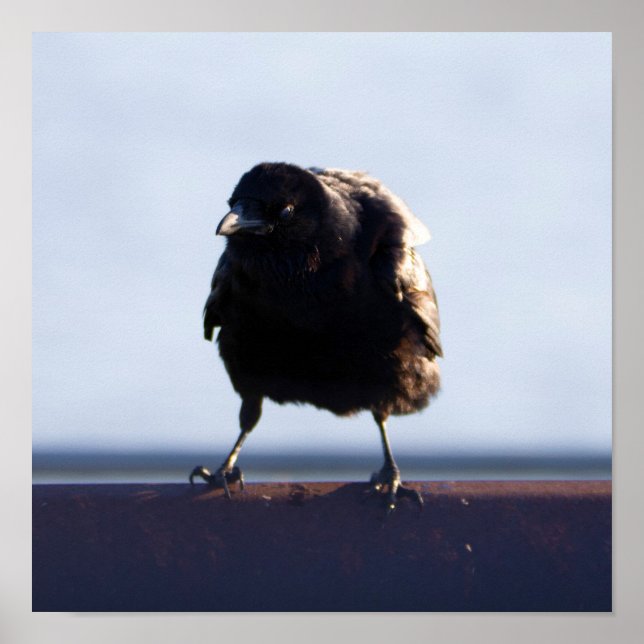 Poster Foto de Blackbird (Frente)