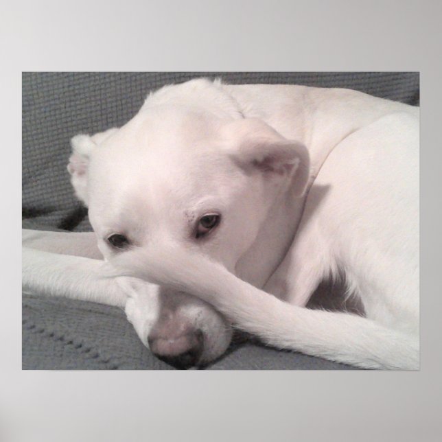 Poster Foto de cachorro branco com rabo na face cinza (Frente)