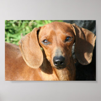 Póster Foto de casaco de suor vermelho Dachshund