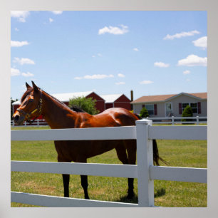 Poster Foto de Cavalo