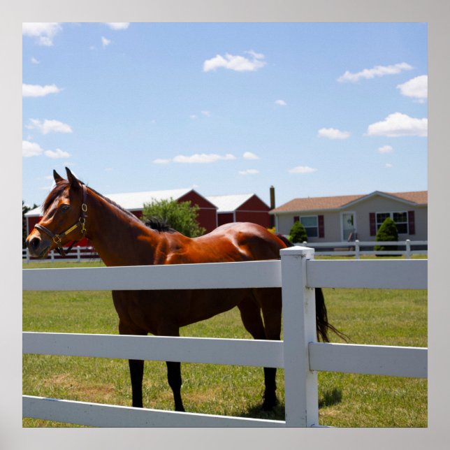 Poster Foto de Cavalo (Frente)