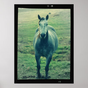 Póster Foto De Cavalo Antigo Na Arte Digital Do Cinema