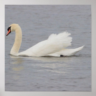 Poster Foto de Cisne