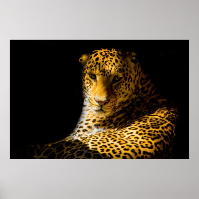 POSTER FOTO DE CLOSEUP DE LEOPARD (Frente)