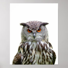 Póster Foto de coruja selvagem animal da floresta espiadi