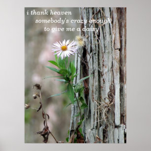 Poster Foto de Daisy