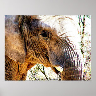 Poster Foto de elefante
