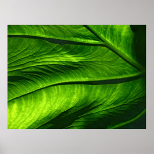 Poster Foto de encerramento da folha verde