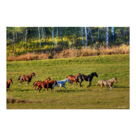 Póster Foto De Equídeos De Erva De Cavalo E Pastagem Ranc