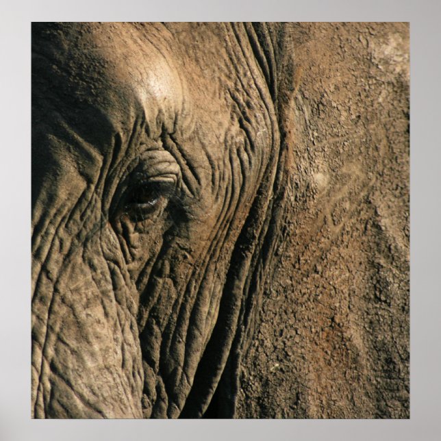 Póster Foto de estreia do olho de elefante africano (Frente)