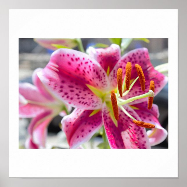 Póster Foto de Flor de Lírio Rosa (Frente)
