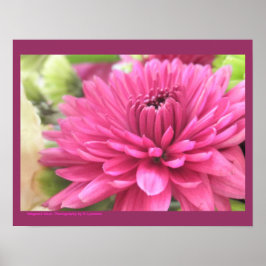 Póster Foto de Flor de Mães de Chrysanthemum Rosa Quente