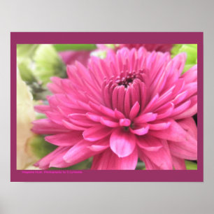 Póster Foto de Flor de Mães de Chrysanthemum Rosa Quente