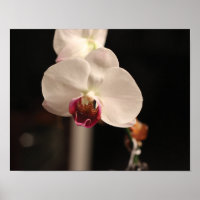 Foto de Flor Orquídea Branca e Rosa