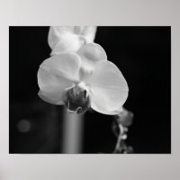 Foto de Flor Orquídea Preta e Branca