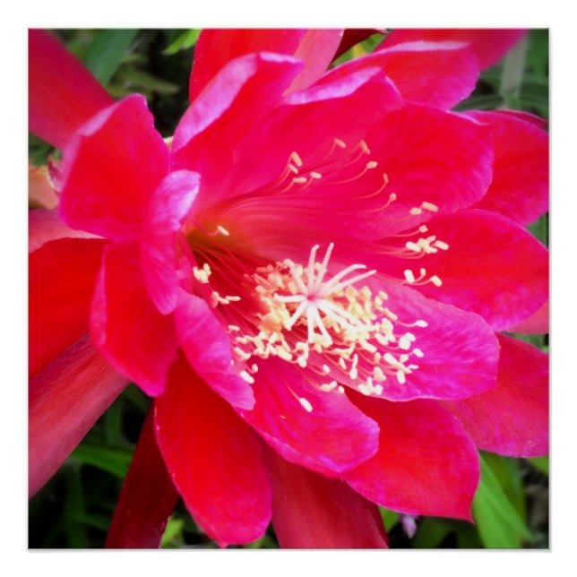 Póster Foto de Flor Rosa Tropical (Frente)