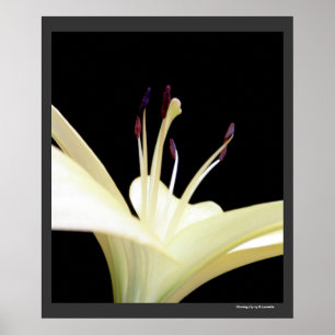 Póster Foto de Flores brancas de Flor Lily