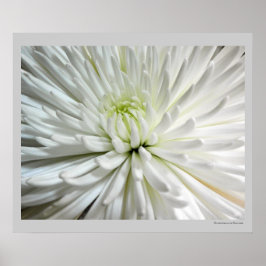 Póster Foto de Flores Mães Brancas de Chrysanthemum