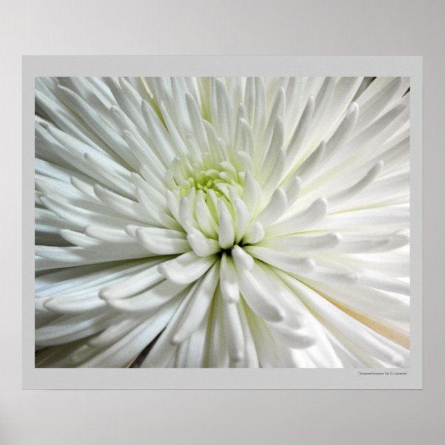 Póster Foto de Flores Mães Brancas de Chrysanthemum (Frente)