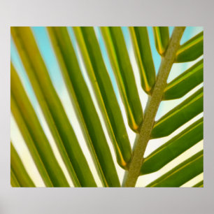 Poster Foto de Folha de Palm