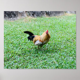 Poster foto de galinha frango havaiana