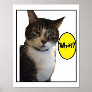 Poster Foto de Gato Engraçado