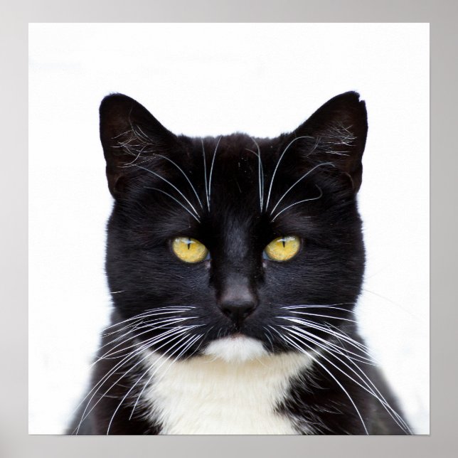 Póster Foto de Gatos Pretos (Frente)