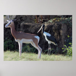 Póster Foto de Gazela e Cegonha