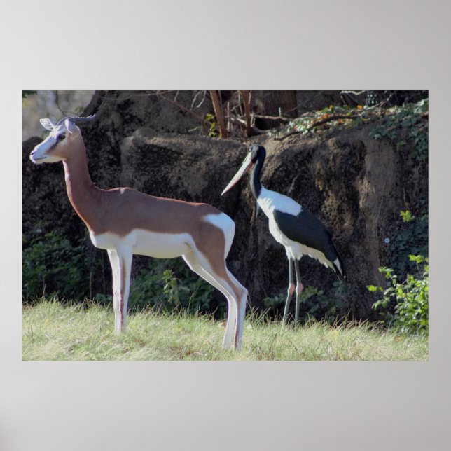 Póster Foto de Gazela e Cegonha (Frente)