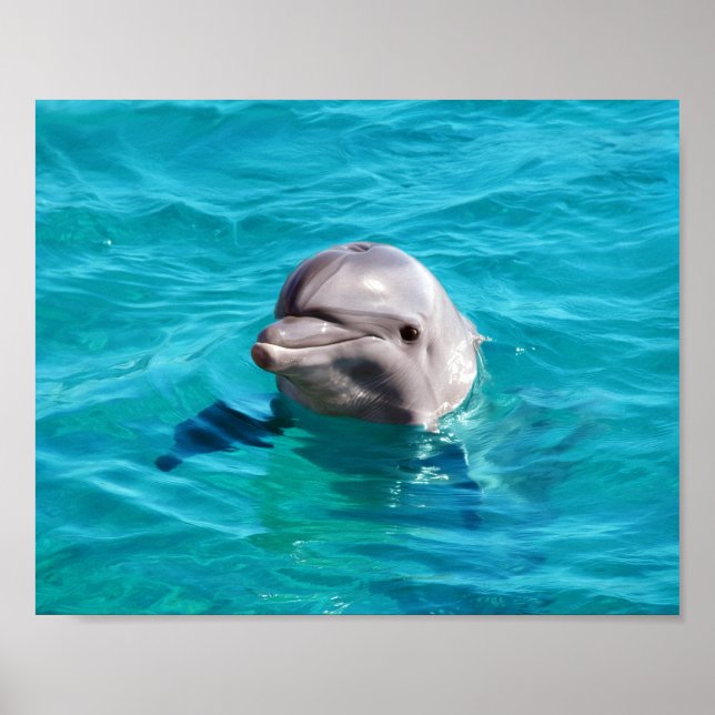 Póster Foto de Golfinho na Água Azul (Frente)