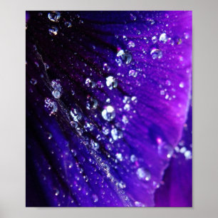 Poster Foto de gotas da água na flor roxa
