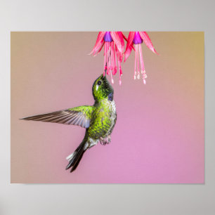 Poster Foto de Hummingbird Fuchsia