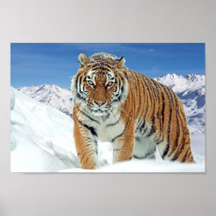 Poster Foto de inverno Montanhas de Tigre de Neve Impress