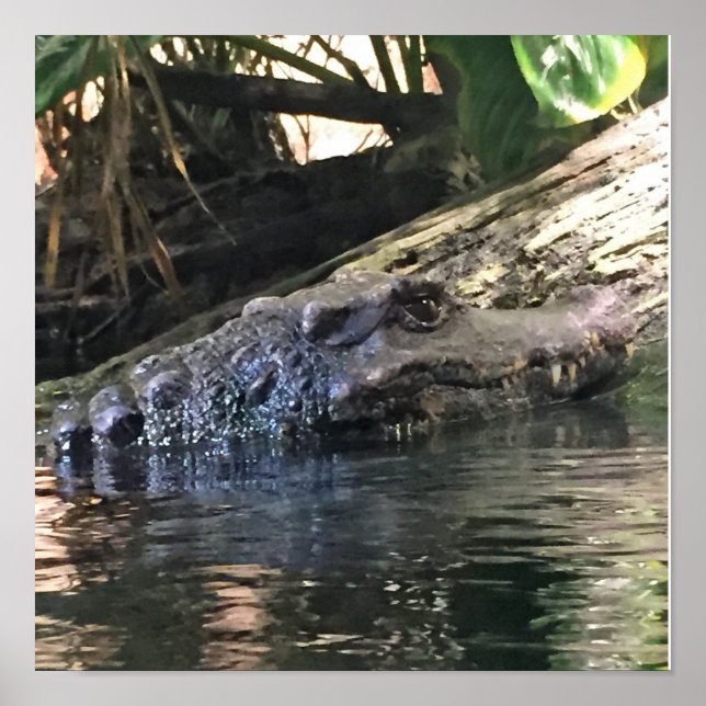 Póster Foto de Jacaré (Frente)