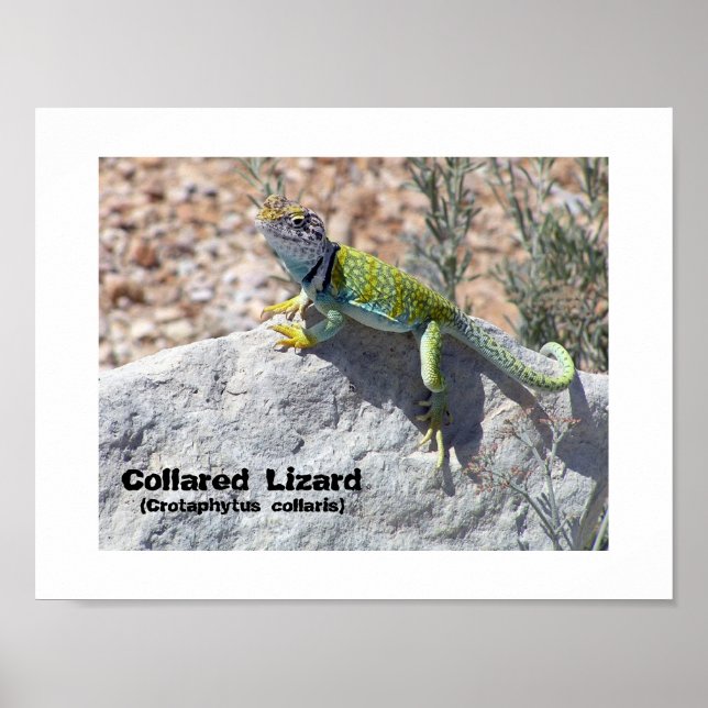Póster Foto de Lagarto Colorido de Colo Adorando o Sol (Frente)