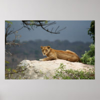 Foto de leão africano deitado na rocha na natureza
