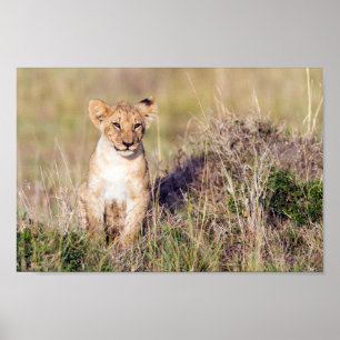 Poster Foto de leão-bonito na África