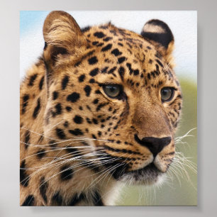 Póster Foto de Leopard