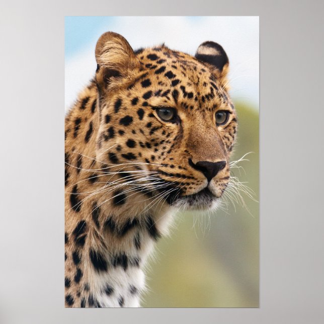 Poster Foto de Leopard (Frente)