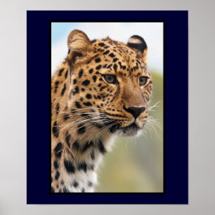Póster Foto de Leopardo
