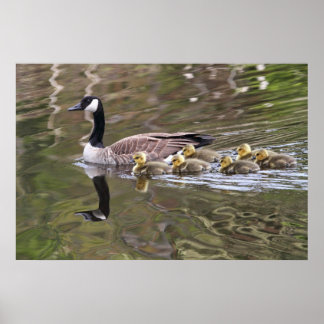 Póster Foto de Mãe Ganso e Gansos Bebês