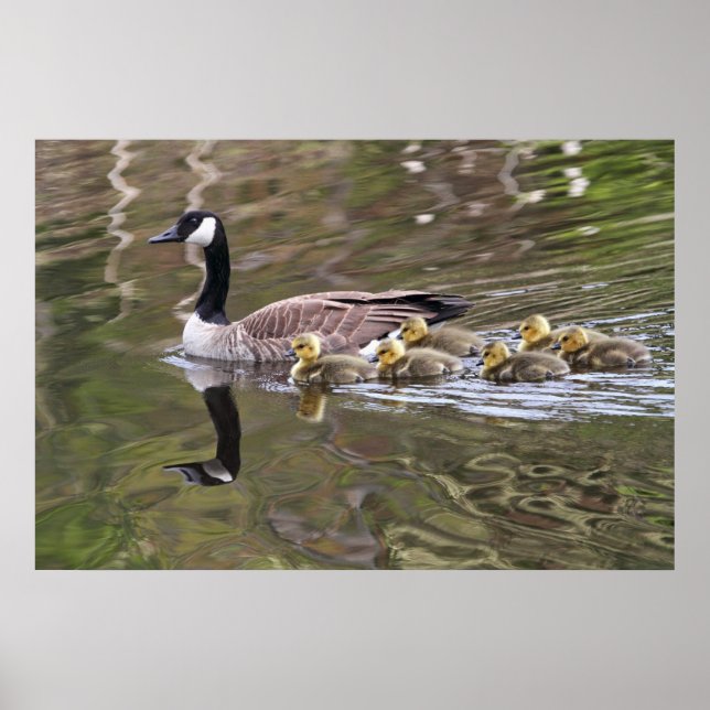 Póster Foto de Mãe Ganso e Gansos Bebês (Frente)