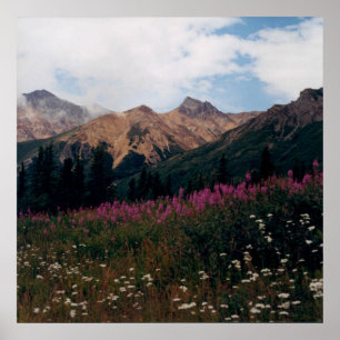 Póster Foto de Montanhas White Daisy e Purple Fireweed