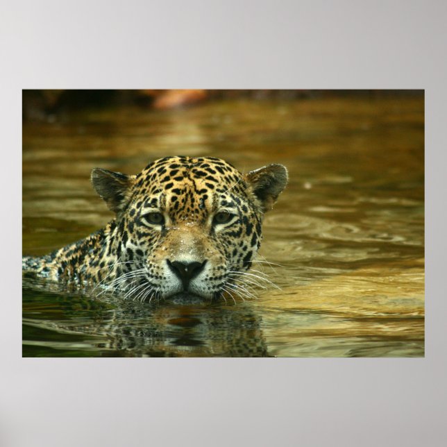 Poster Foto de natação Jaguar (Frente)