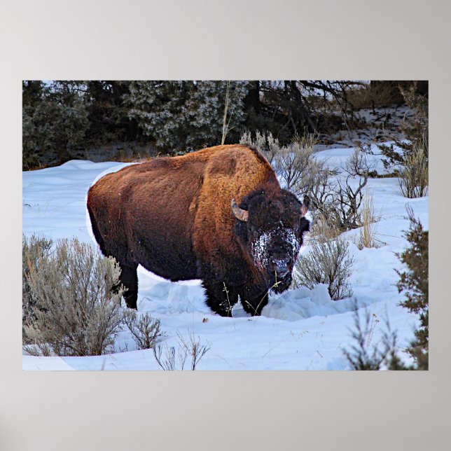 Poster Foto de Neve Buffalo (Frente)