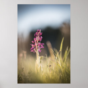 Poster Foto de Orquídea Selvagem na Natureza