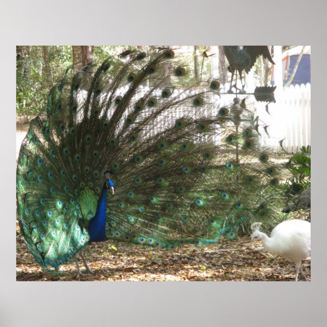 Póster Foto de Plumagem de Ave Pavão e Peahen Albino (Frente)
