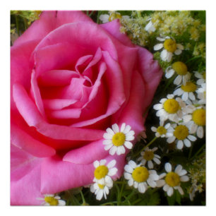Póster Foto de Rosa cor-de-rosa quente e margaridas branc